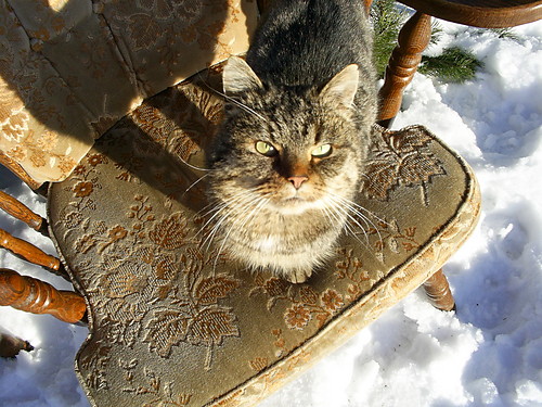 tigerrr