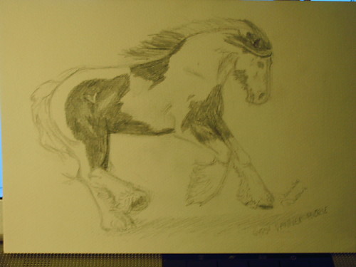 Gypsy Vanner