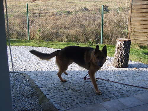 My dog:D