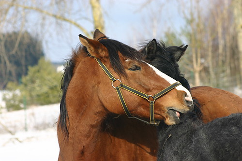 * Ciocia Celta i Aston :) *