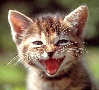 AAAAAAaaaaaaa!!!