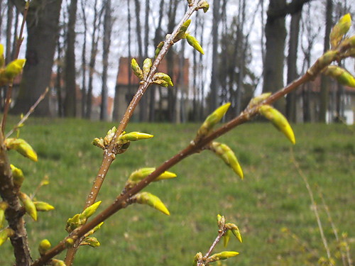 Forsycja