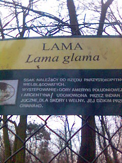 Lama Glama o,0