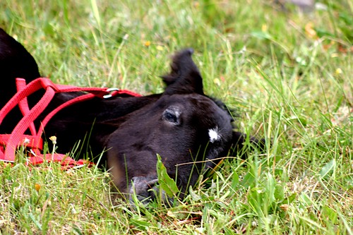 * Czerwcowy Aston *