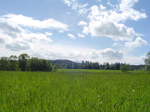 widok