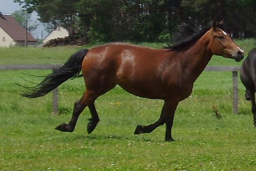 galop