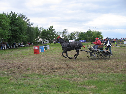 Konik
