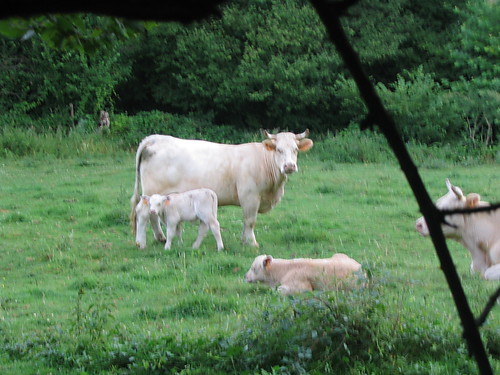 O la vache..