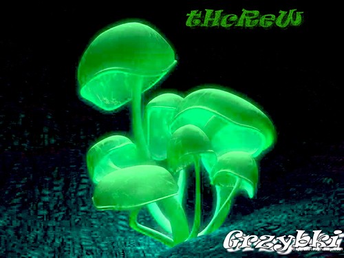 Grzybki ? ;d