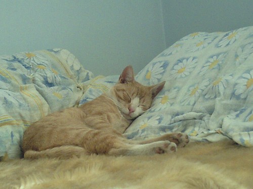 my  cat