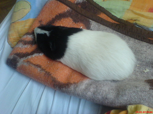 to  moj pikus