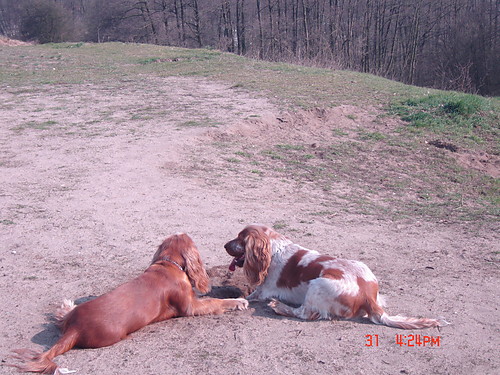Logan i Scooby 
