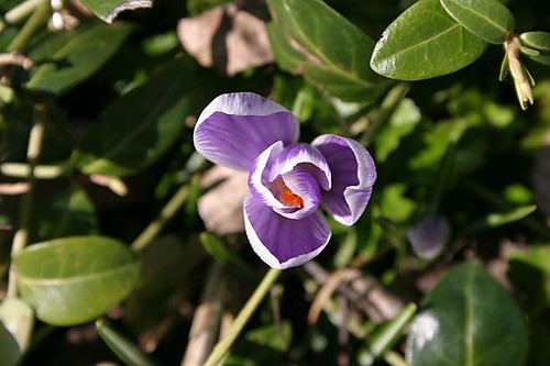 wiosna