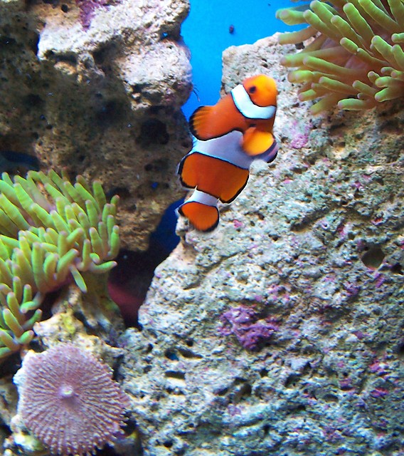 Nemo?