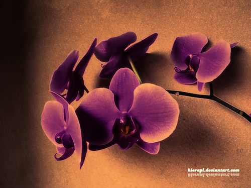 Orchid