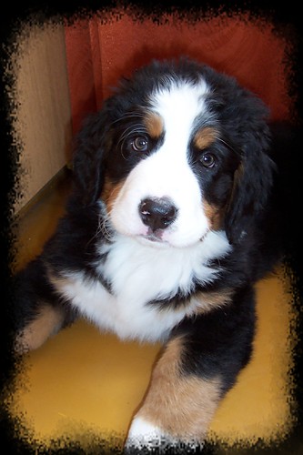 Bruno