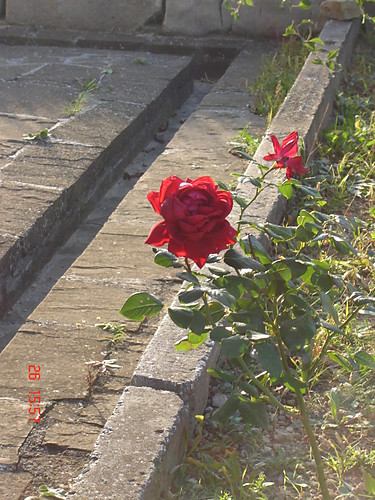 Kolor