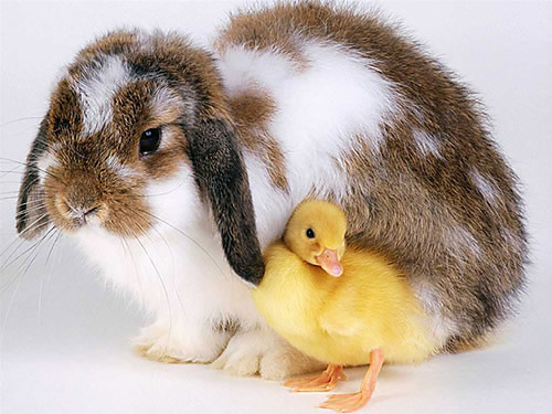 ...:::HAPPY EASTER:::...