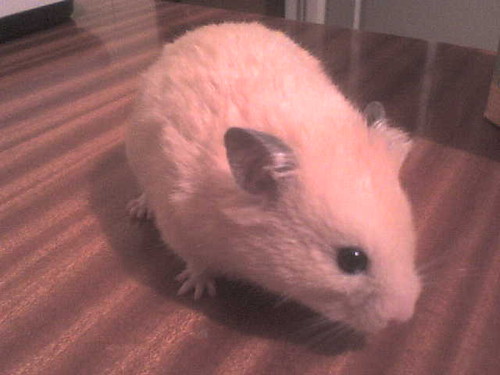 Gruby Hamtaroo xd