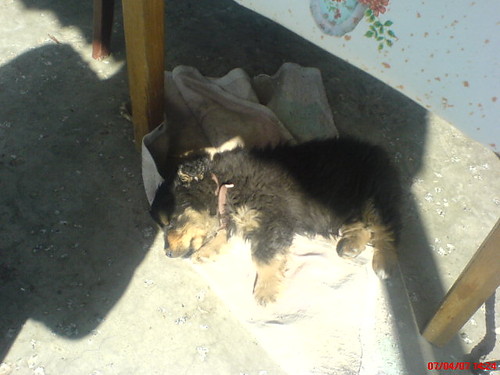 Piesio ;)
