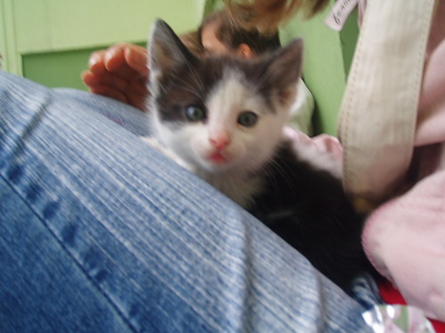 Mj kotek [*]