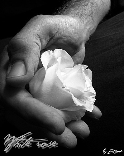 White rose