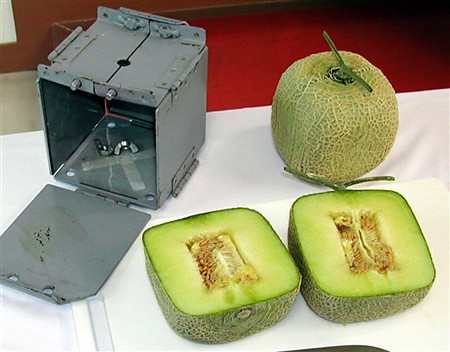 Melon