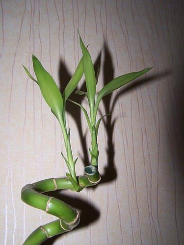 LUCKY BAMBOO 
