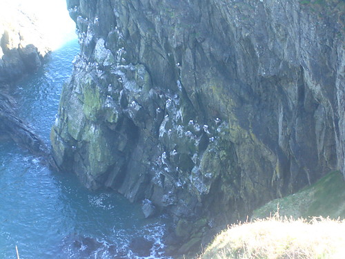 Wpis porannarosa