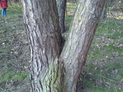 Drzewko 