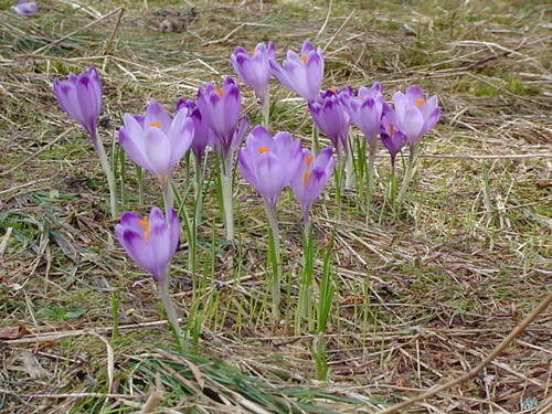 Krokusy