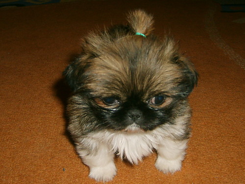 ZUla