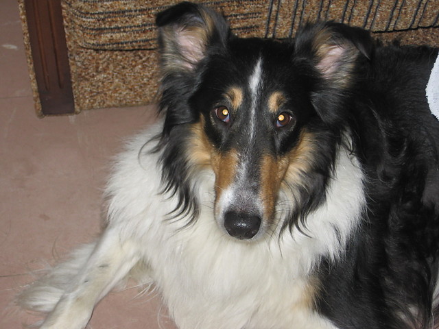 Mj piesek LESSI