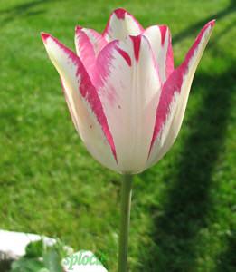 Tulipanek