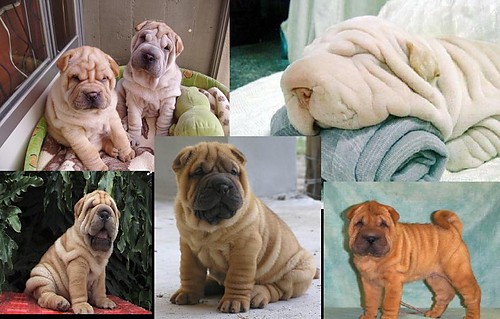 Sharpei