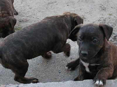 szczeniaki w typie amstaff !