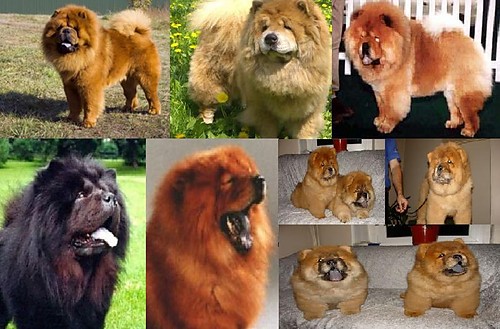 chow chow