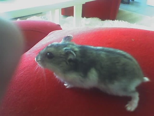 Amelka ;*;*;*