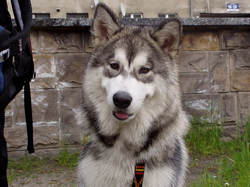 Piesek :)
