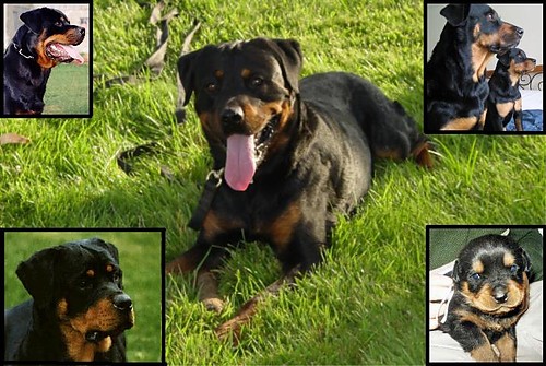 Rottwailer