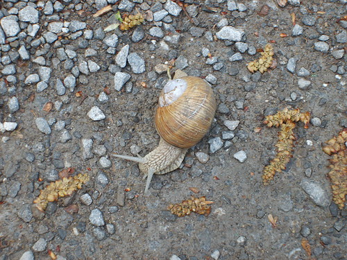 limaczek :)