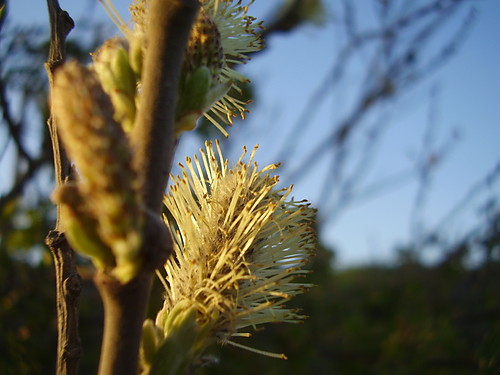 Wpis natureislife