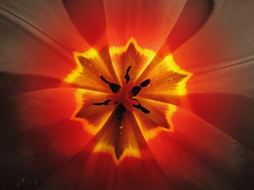 Tulipek