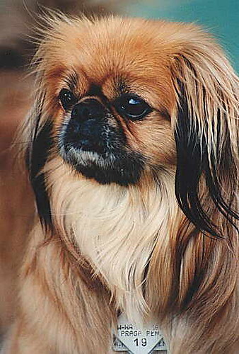 to jest pekinczyk 