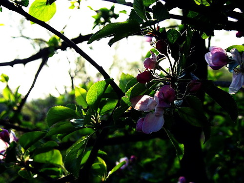 winia....[?]