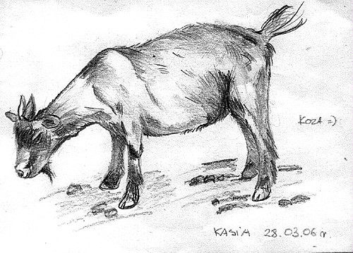koza.