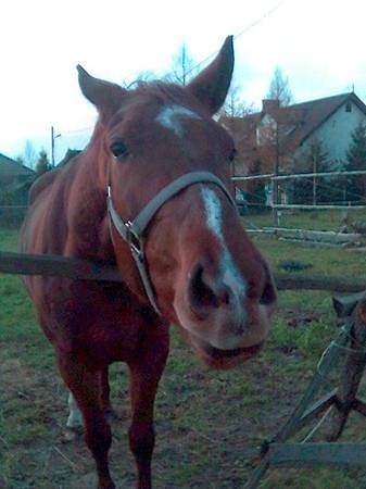 Moje kochanie;*