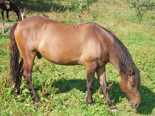 Wpis 19koniekocham92