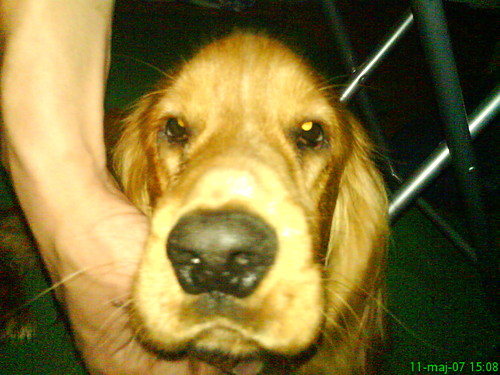 na fazie;d