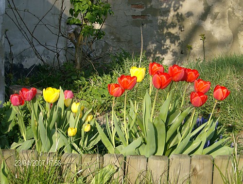 Wpis myszka83